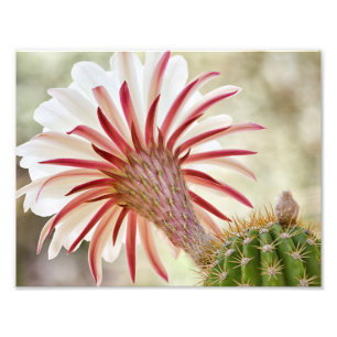 Night blooming cactus flower photo print