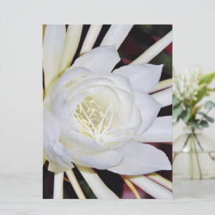Night Blooming Flowers