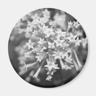 Night-blooming Jasmine Magnet