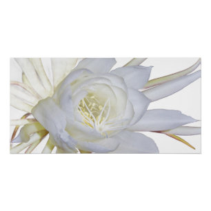 Night Blooming Staghorn Fern Poster