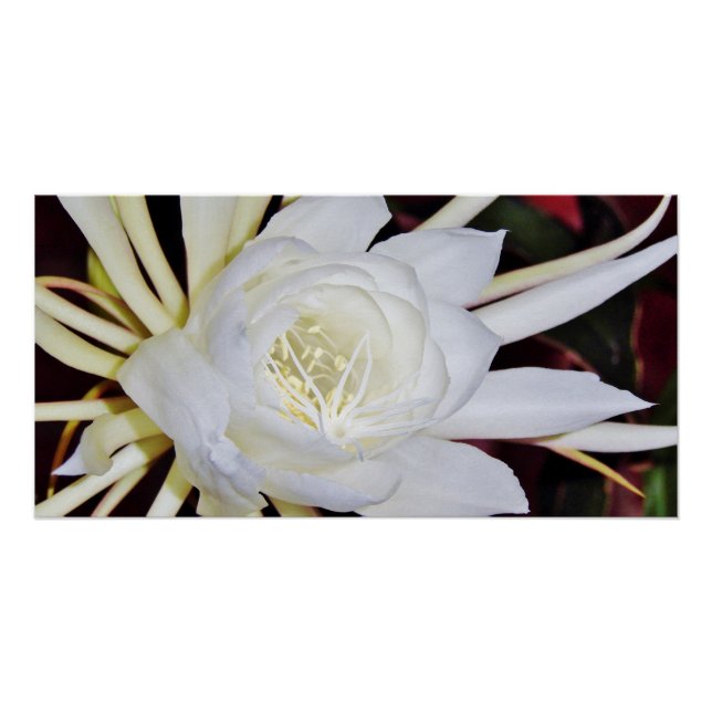 Night Blooming Staghorn Fern Poster (Front)