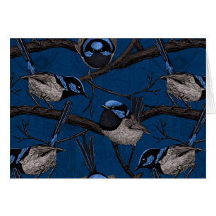 Night fairy wrens