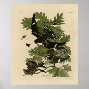 Night Hawk - John James Audubon's Birds of America Poster