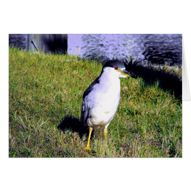 Night Heron (Front Horizontal)