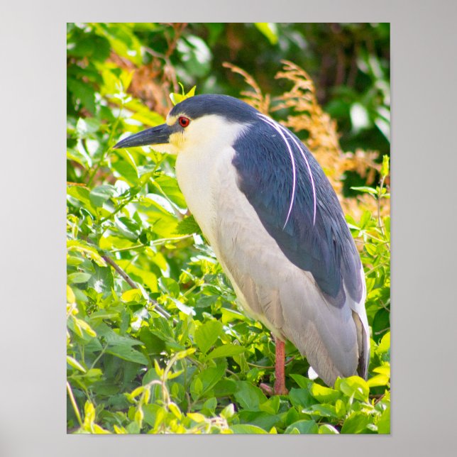Night Heron Bird Poster (Front)