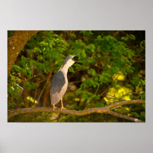 Night Heron Bird Poster