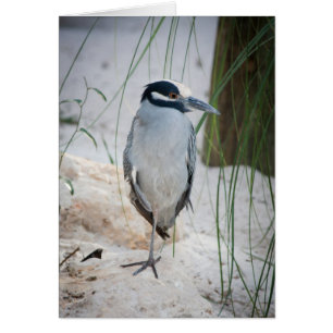 Night Heron Card