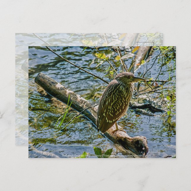 Night Heron jv Postcard (Front/Back)