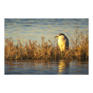 Night Heron Photo Enlargement Golden Marsh Print