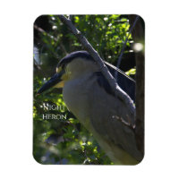 Night Heron Photo Magnet