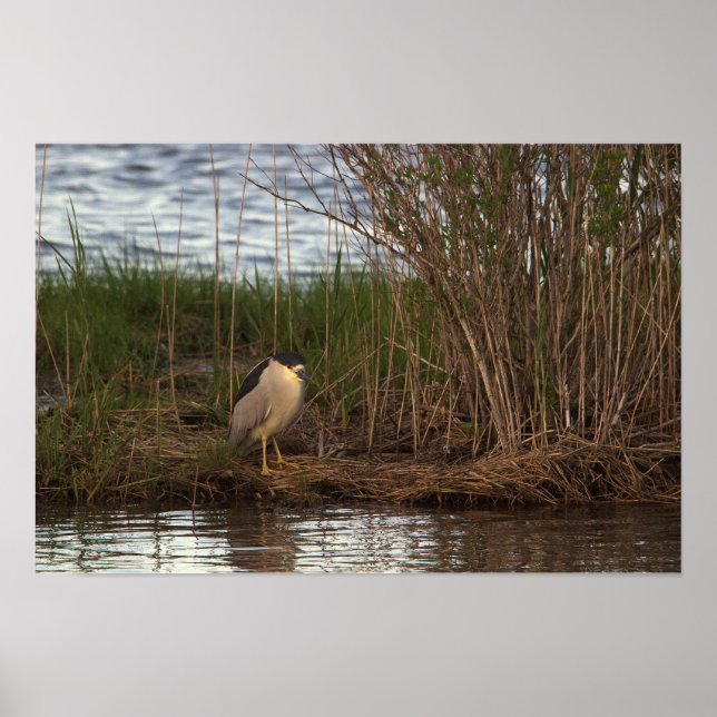 Night Heron Poster (Front)