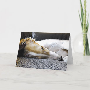 Night Night Borzoi Announcement
