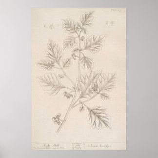 Night shade botanical drawing poster