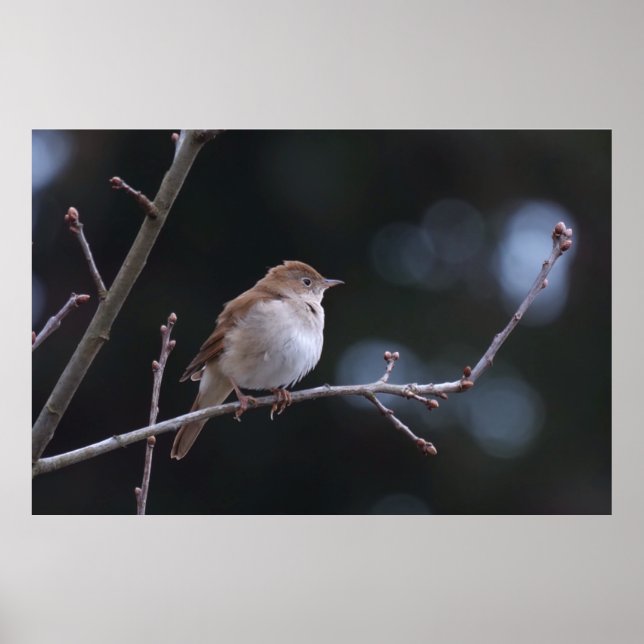 Nightingale Poster (Front)