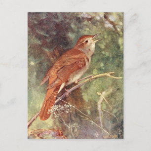 Nightingale Singing Postcard