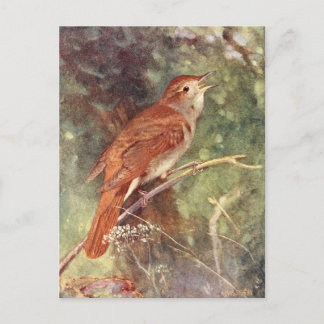 Nightingale Singing Postcard