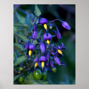 Nightshade Plant, beautiful and toxic Poster
