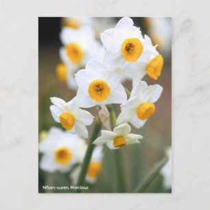 Nihon-zuisen: Narcissus [Postcard] Postcard