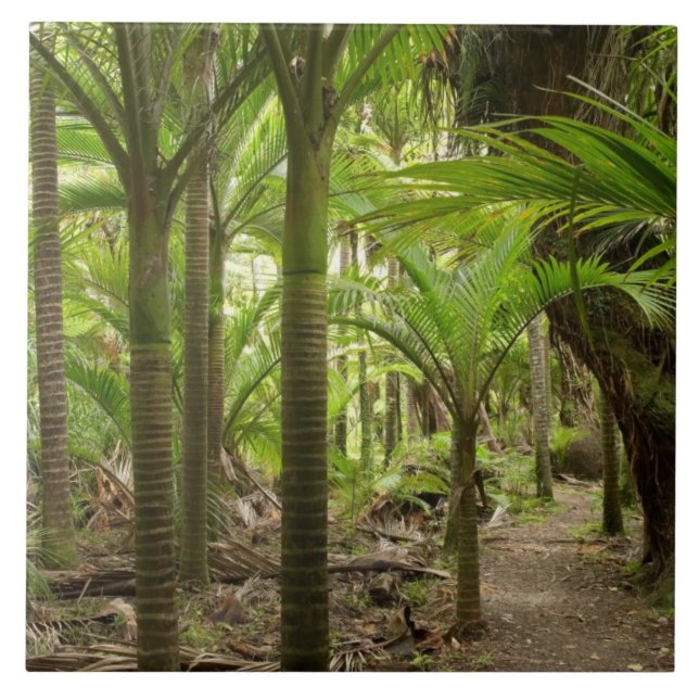 Nikau Palms, Heaphy Track, near Karamea, Ceramic Tile (Front)