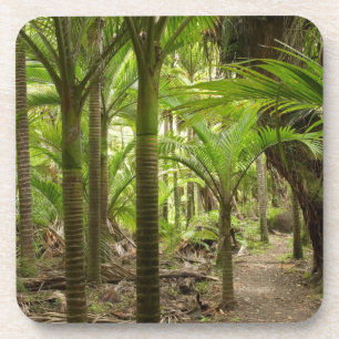 Nikau Palms, Heaphy Track, near Karamea, Coaster