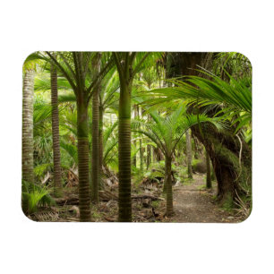 Nikau Palms, Heaphy Track, near Karamea, Magnet