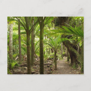 Nikau Palms, Heaphy Track, near Karamea, Postcard