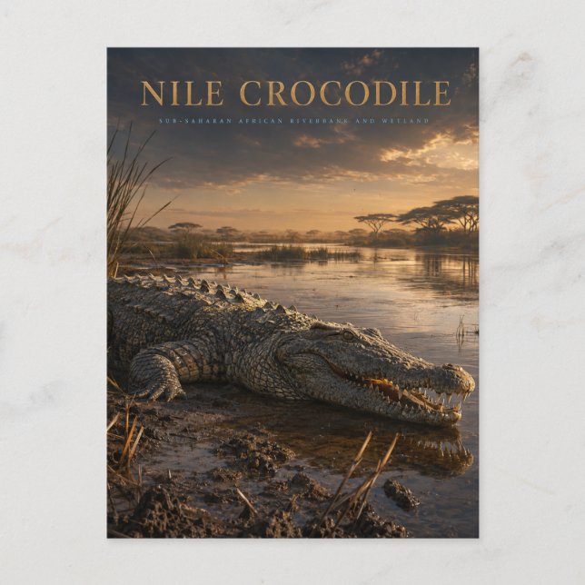 Nile Crocodile African River ANIMALS Postcard (Front)