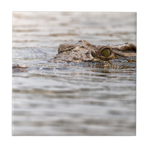 Nile Crocodile Ceramic Tile