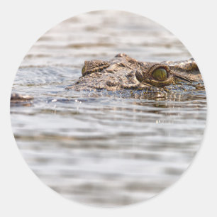 Nile Crocodile Classic Round Sticker