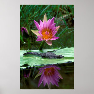 Nile Crocodile (Crocodylus Niloticus) Hatchling Poster