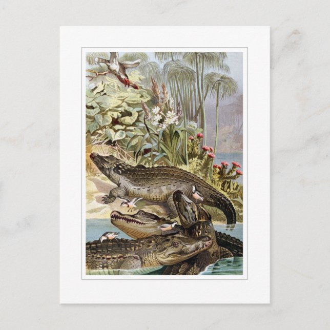 Nile Crocodile Postcard (Front)