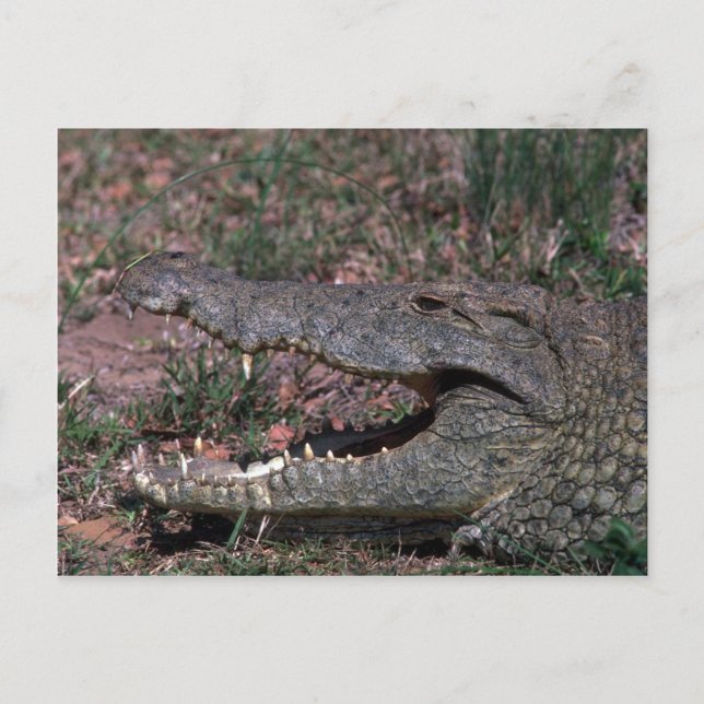 Nile Crocodile Postcard (Front)