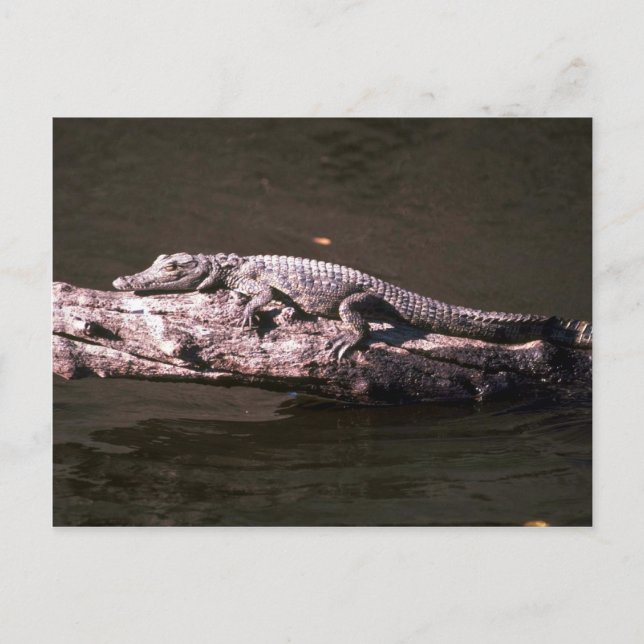 Nile Crocodile Postcard (Front)
