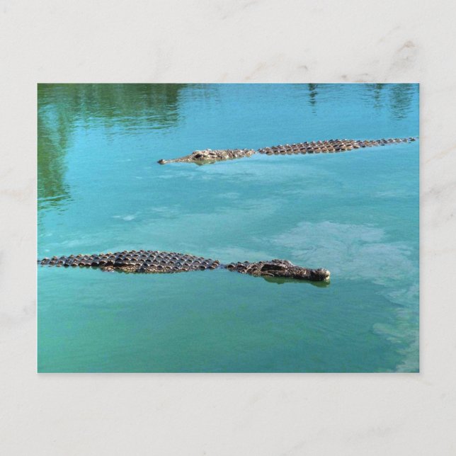 Nile Crocodiles Postcard (Front)