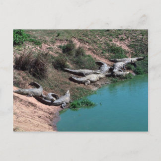 Nile Crocodiles Postcard