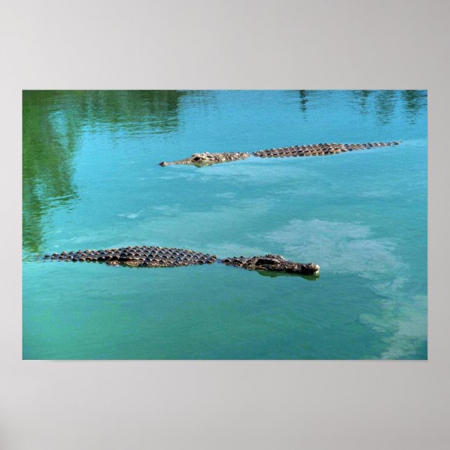Nile Crocodiles Poster (Front)