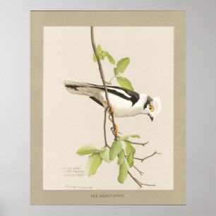 Nile Helmet Shrike Poster