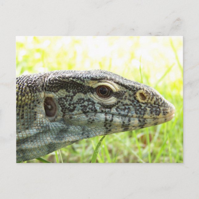 Nile Monitor Postcard (Front)