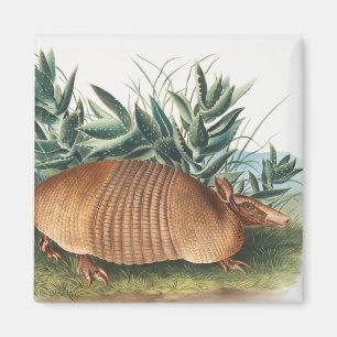 Nine-banded Armadillo (Dasypus Peba) Illustration Magnet
