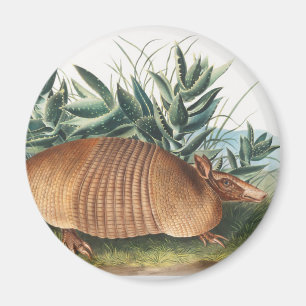 Nine-banded Armadillo (Dasypus Peba) Illustration Magnet