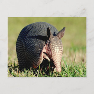 Nine-Banded Armadillo Postcard