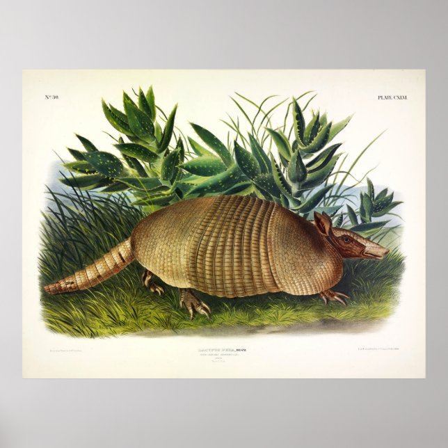 Nine-Banded, Long-nosed Armadillo by Audubon Poster (Front)