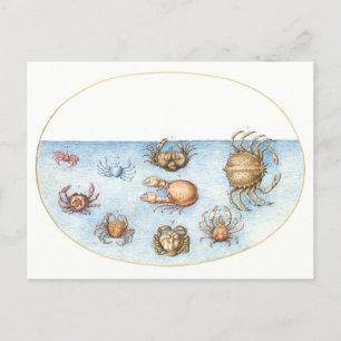 Nine Crabs Vintage Illustration Postcard