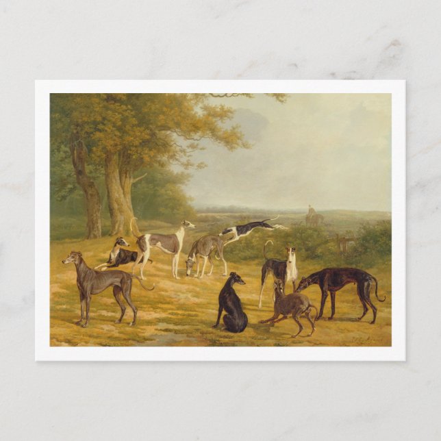 Nine Greyhounds in a Landscape (oil on canvas) Postcard (Front)
