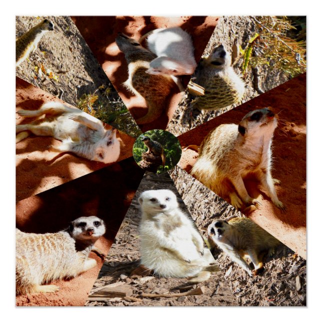 Nine Meerkat Triangles, Glossy Poster (Front)