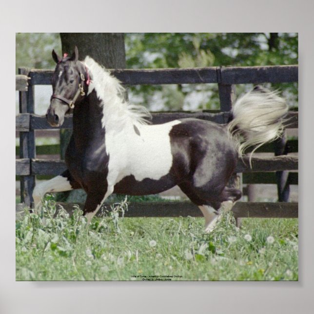 Nite of Fame Poster (Front)