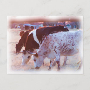 no bull postcard