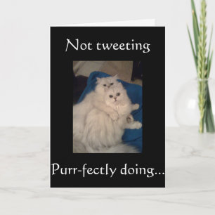 NO CATS TWEETING-HAPPY PUR-FECT BIRTHDAY CARD