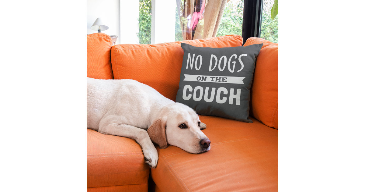 No Dogs on the Couch Humourous Cushion Zazzle