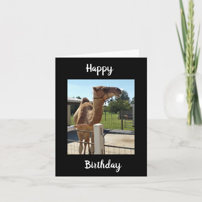 NO GRUNTING TODAY FROM THIS CAMEL HE SINGS! CARD (Front)